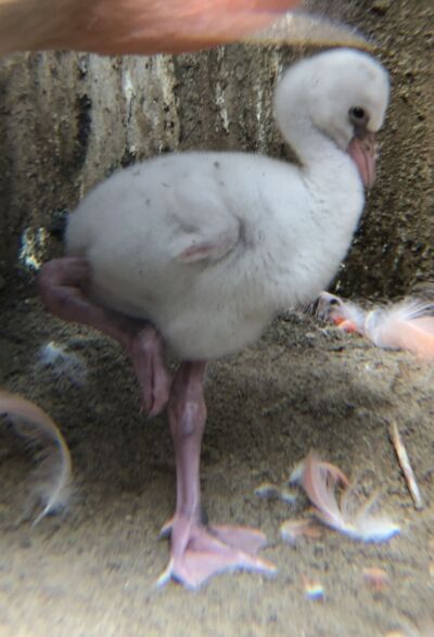 Flamingokücken auf Sand