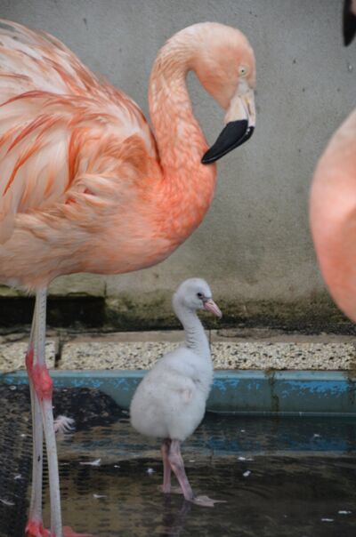 Flamingo mit Kücken im Wasser