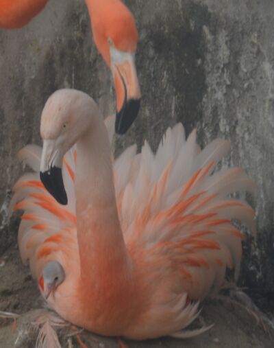 Flamingos mit Kücken