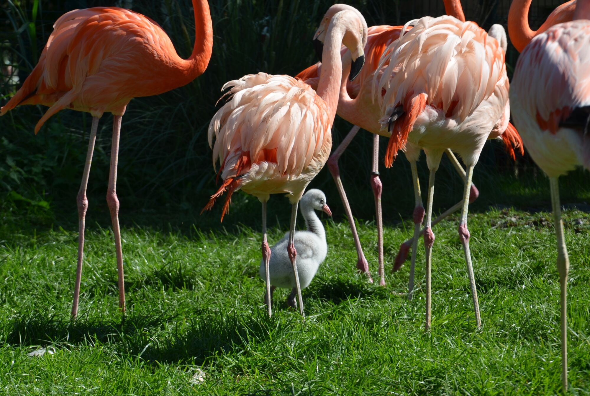 Flamingos im Gras mit Jungtier